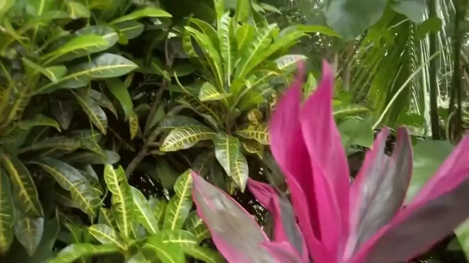 Pink bromeliad leaves at first light