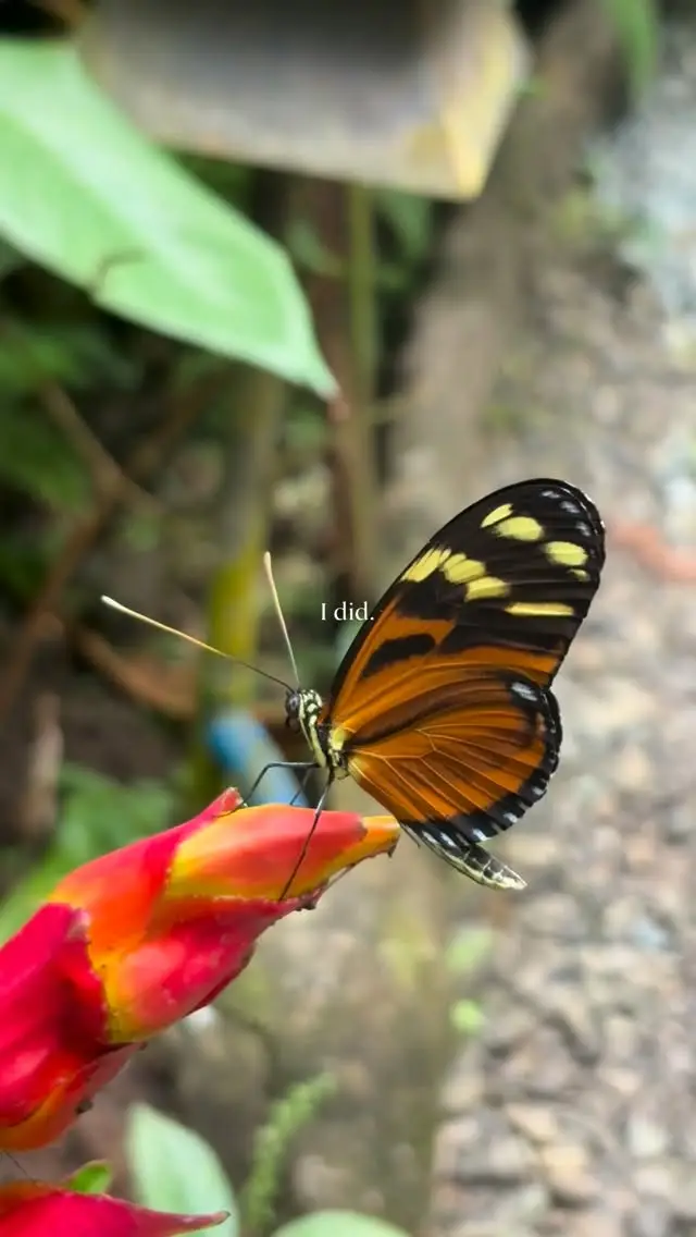 Reel cover: an orange and black butterfly on a red heliconia flower