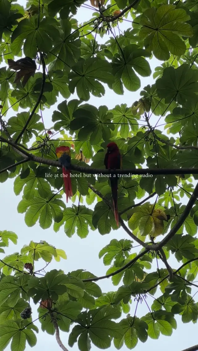 Reel cover: scarlet macaws among the leaves of a cecropia tree