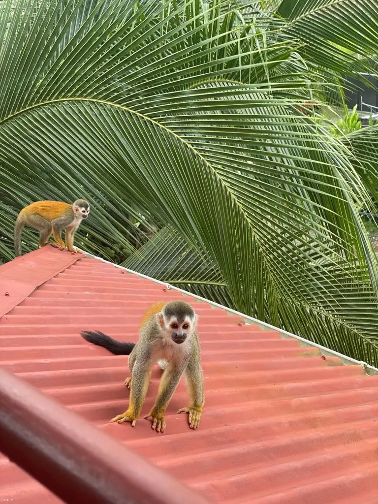 Two titi monkeys on a red roof among the palm fronds