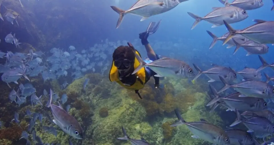 A snorkeler in a yellow vest swims among a school of silver fish above a rocky reef.