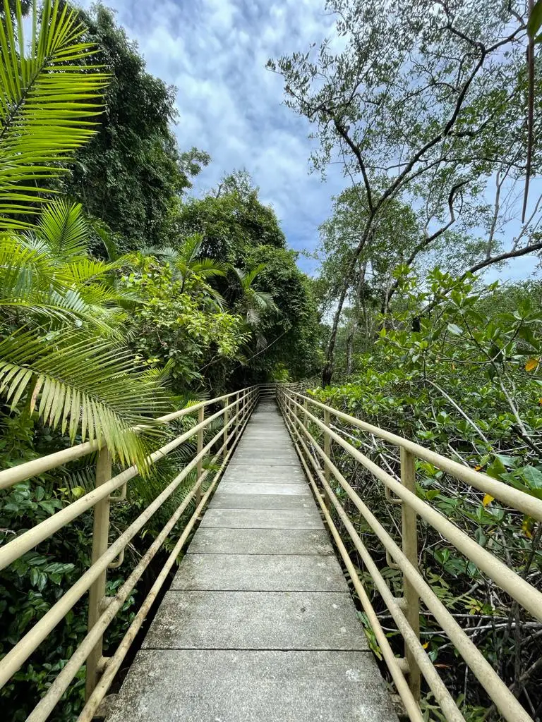 A raised walkway with pale railings runs straight into dense tropical forest under a blue, cloudy sky.