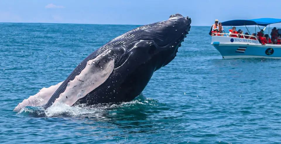 A humpback whale leaps half out of the water while a tour boat watches from a distance.